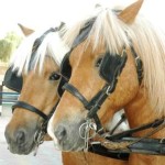 Ain Al Faida Ponies Horses