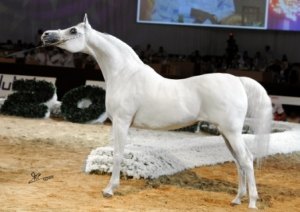 Dubai Horse Championship Fair 1