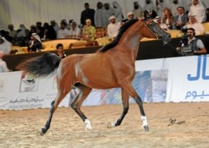 Dubai Horse Championship Fair