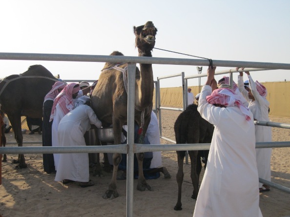 H.H. Sheikh Sultan bin Zayed Camel Festival